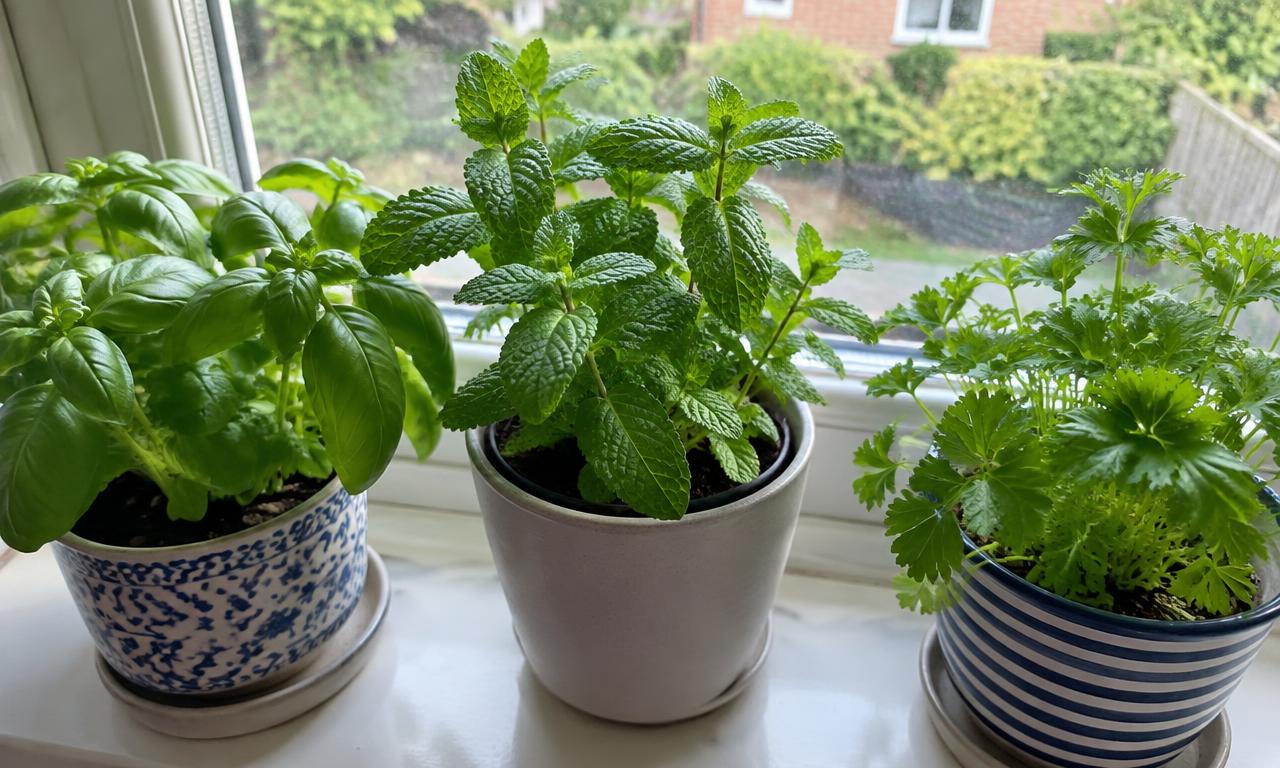 Basilic, menthe et persil sur le rebord de la fenêtre, à portée de main pour cuisiner.